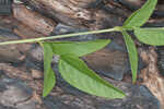 Sampson's snakeroot